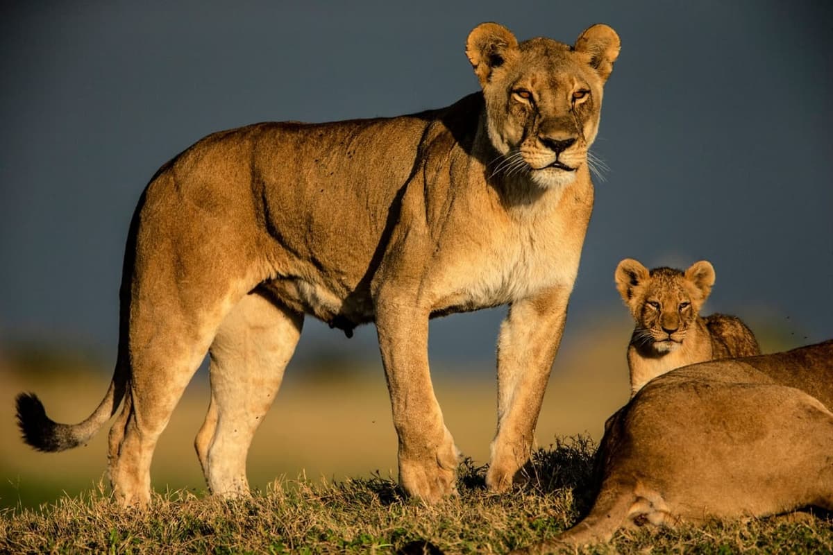 Ol Pejeta Overnight Safari