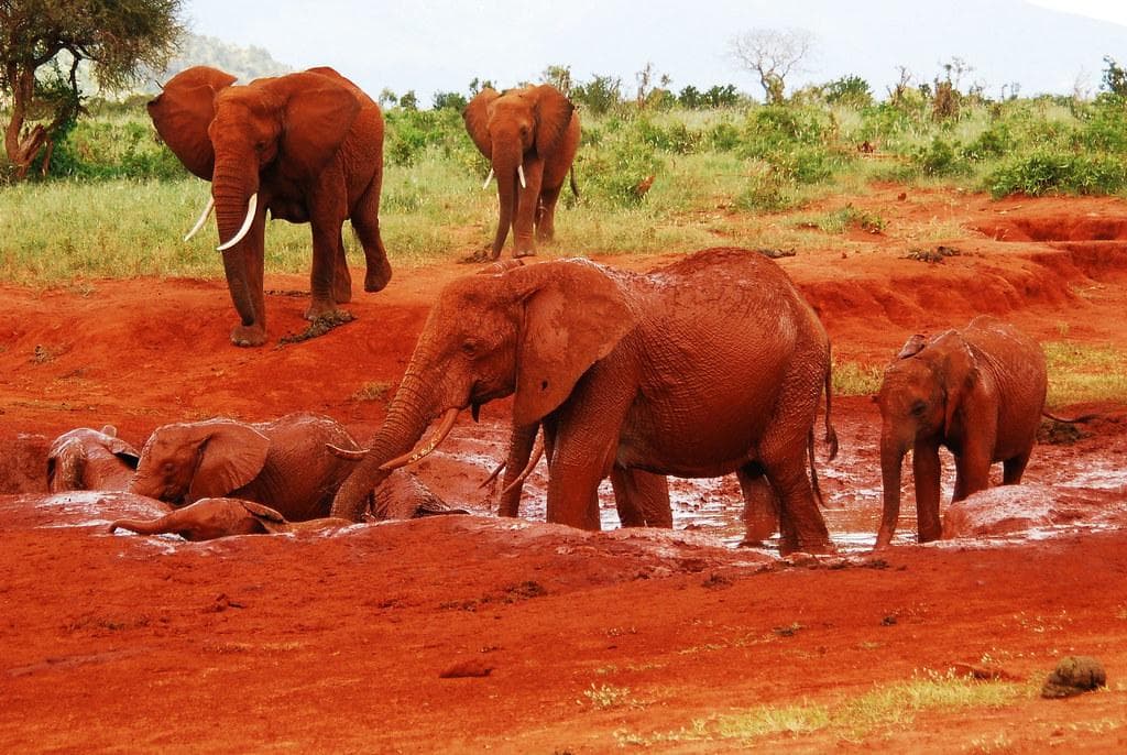 4-Day Tsavo & Amboseli Combo