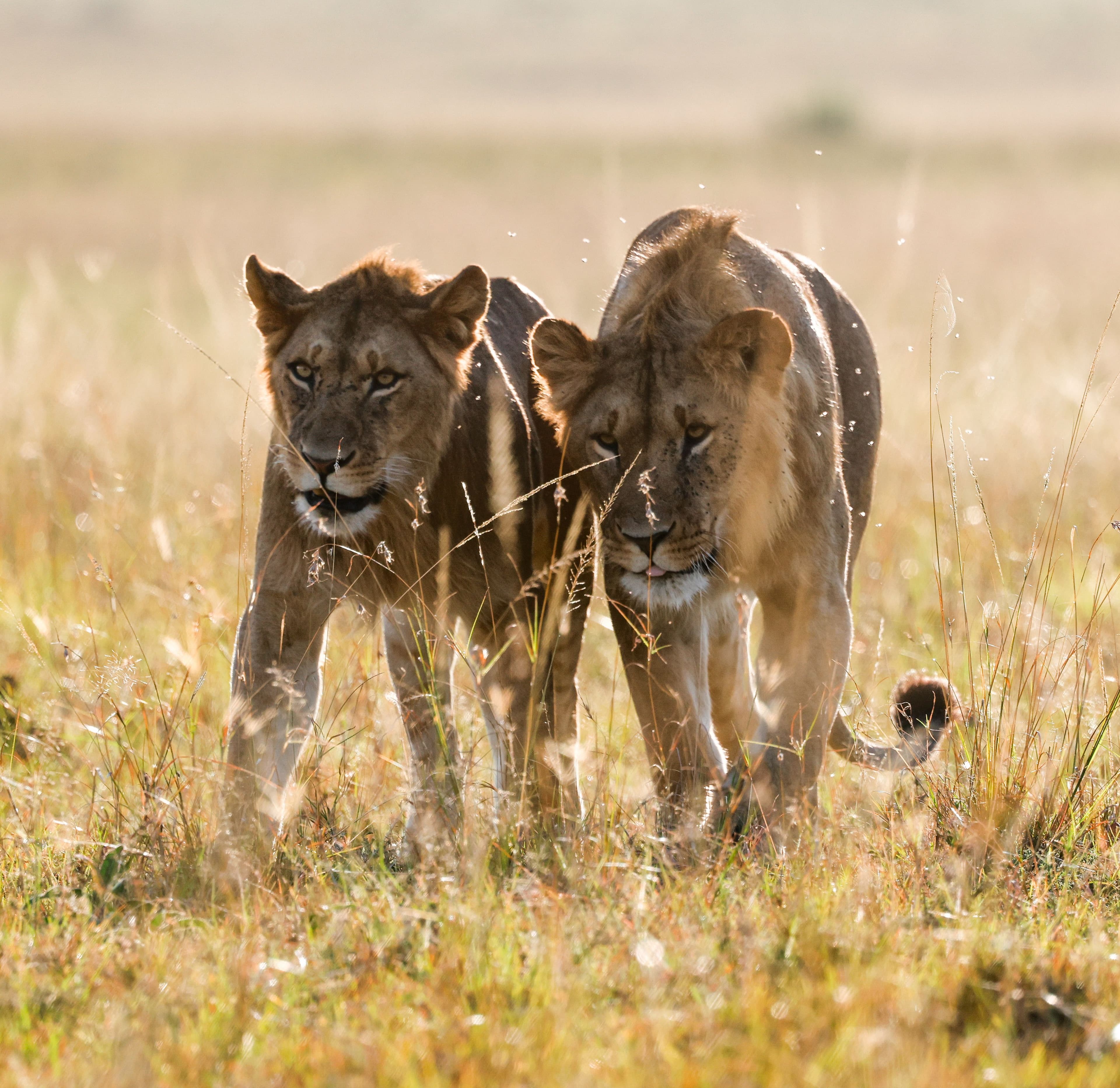 3-Night Maasai Mara Safari