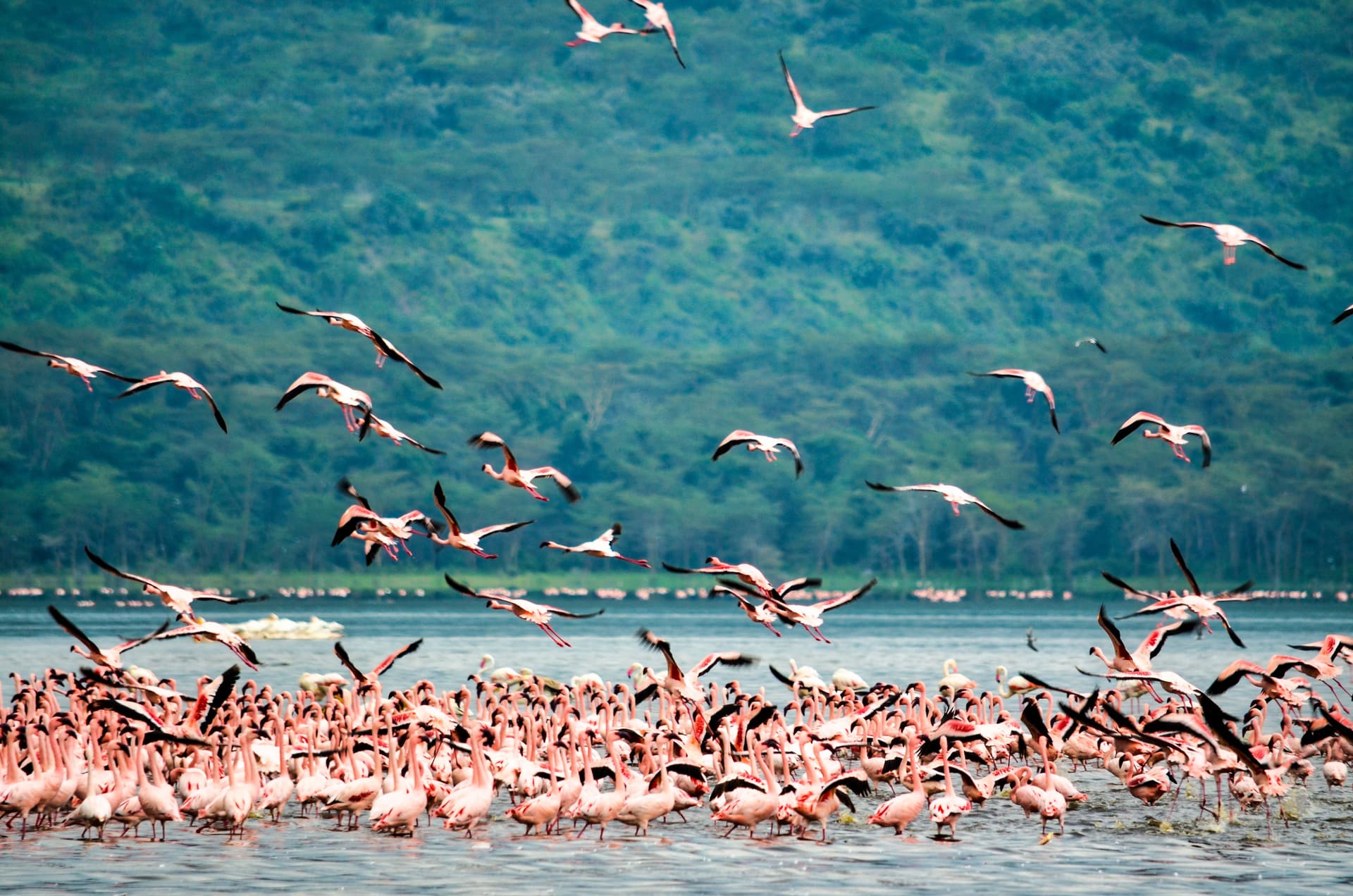 Maasai Mara, Nakuru & Naivasha Safari