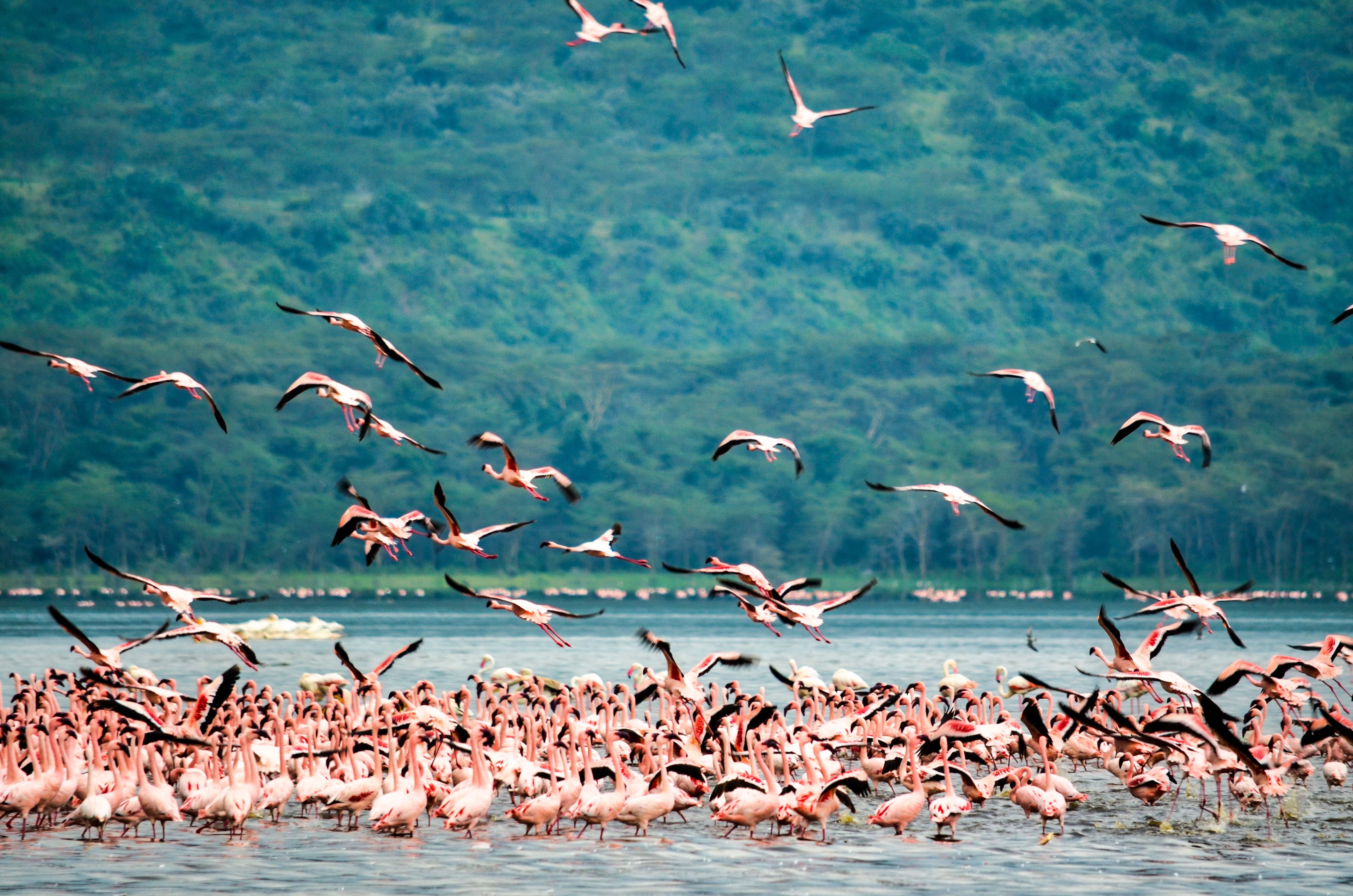 Maasai Mara, Nakuru & Naivasha Safari